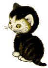 cat gif